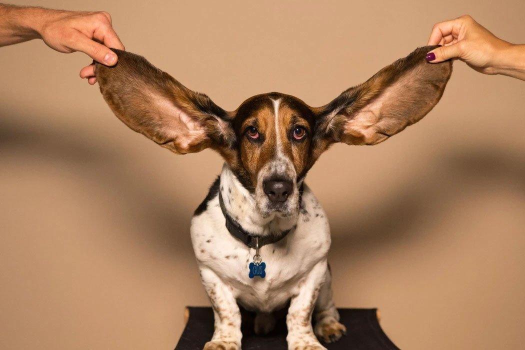 Does your dog have itchy ears