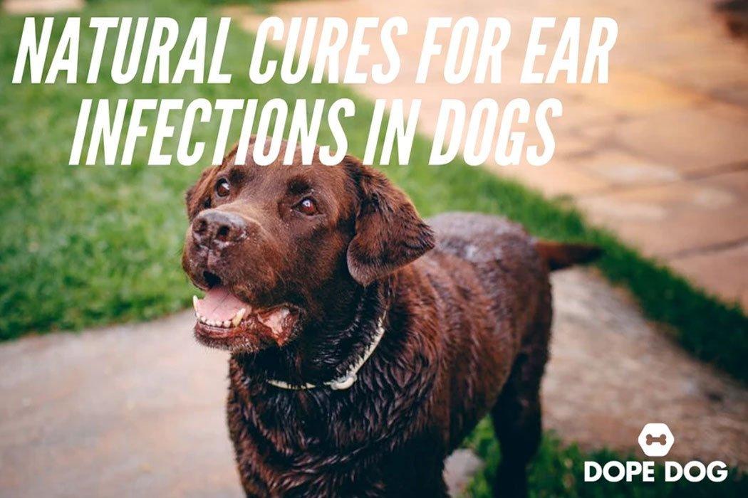 Natural cures for ear infections in dogs - Dope Dog 