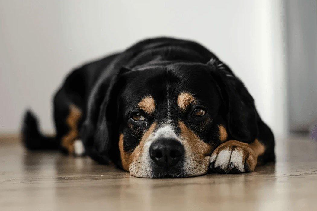 Dog Pain: Here's What You Can Give Them - Dope Dog 