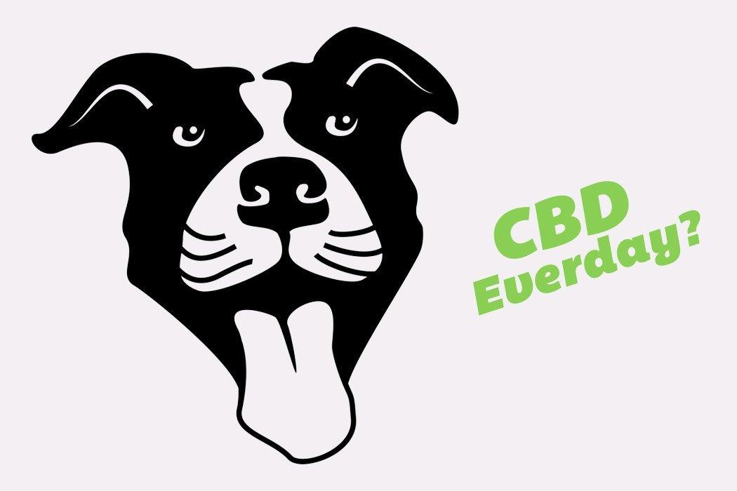 Should your pet take CBD every day? - Dope Dog 