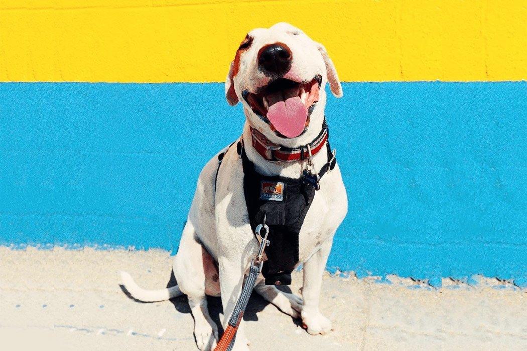 A CBD Success Story: Epilepsy - Dope Dog 
