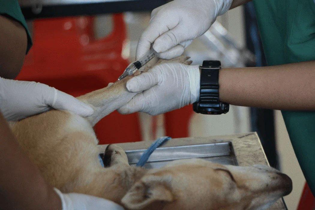 Dog Vaccines: How Often Should Your Dog Get Shots? - Dope Dog 