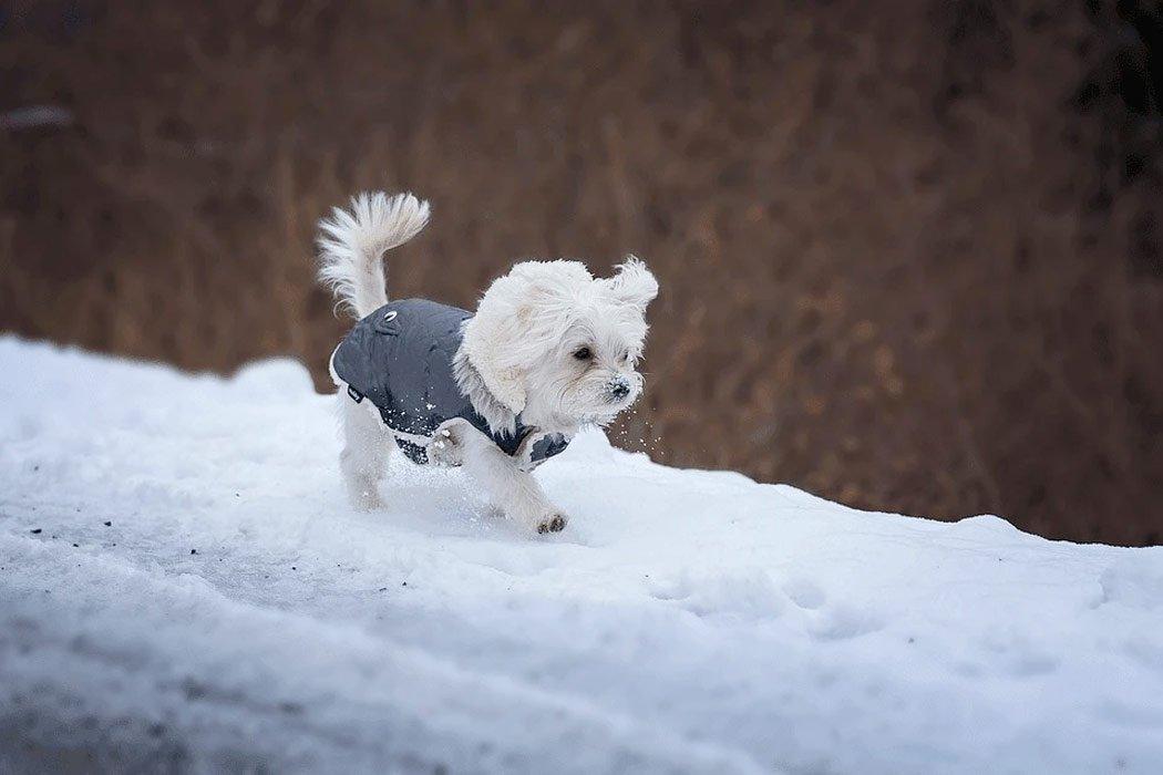 Top 10 Dog Coats - Dope Dog 