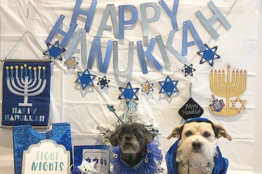 Adorable Dogs of Hanukkah You’ll Love a Latke - Dope Dog 