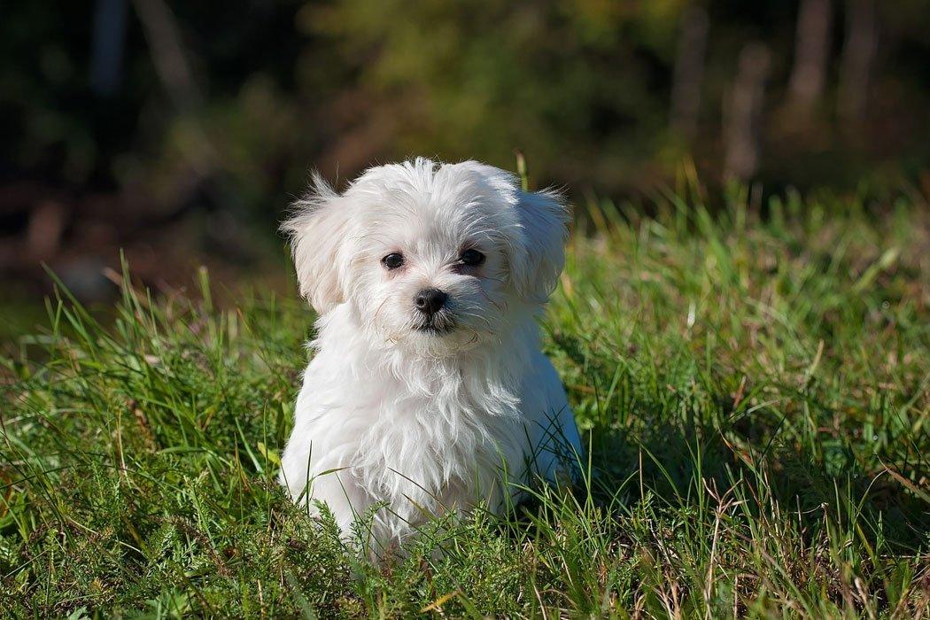 small white dog - Small Dog Breeds That Don't Shed