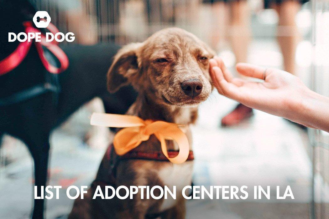 List of Adoption Centers in LA - Dope Dog 