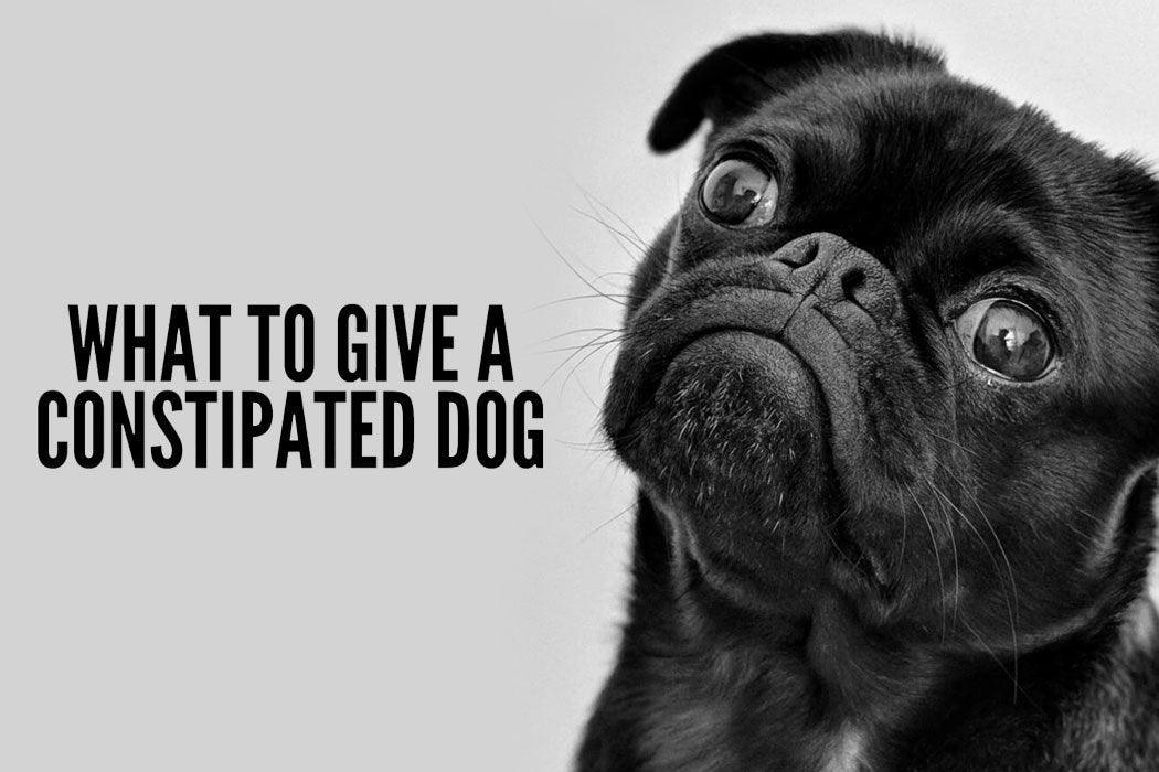 Dog Constipation: Preventions and Treatments - Dope Dog 