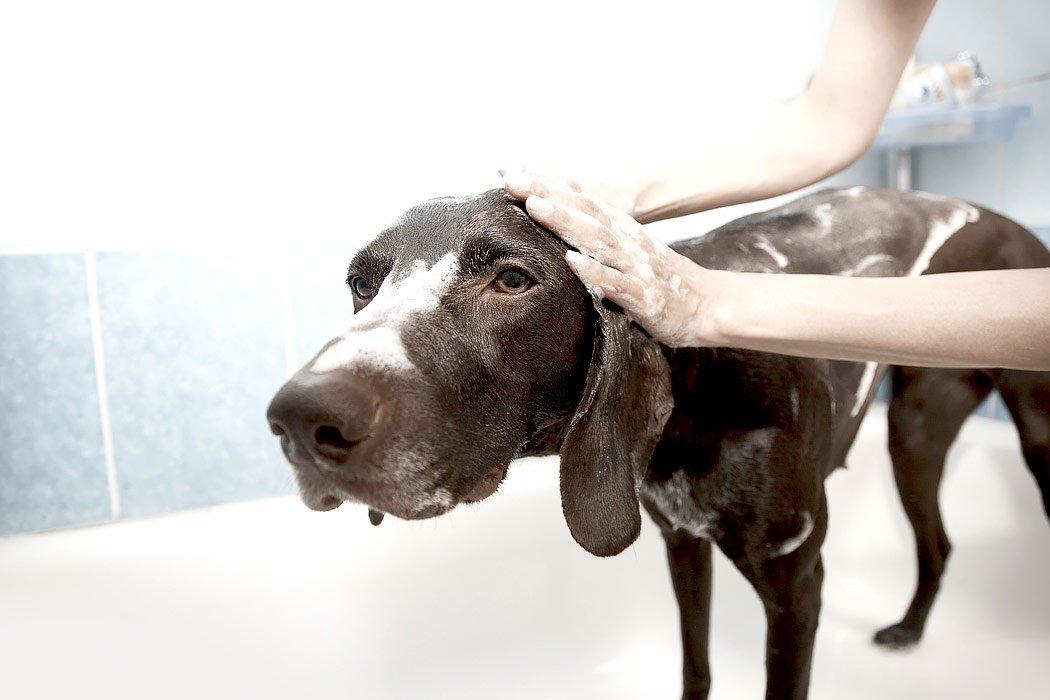 Giving a dog a bath