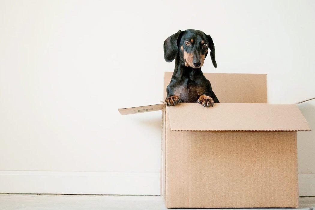 What To Do When Moving with Your Dog - Dope Dog 