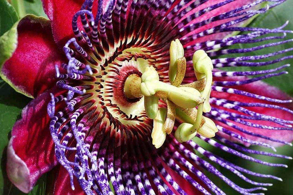 Passionflower for Dogs Why It Helps Anxiety Dope Dog