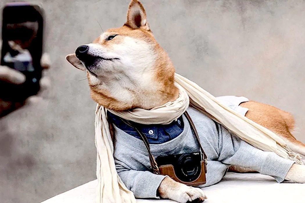 How To Make Your Dog An Instagram Influencer? - Dope Dog 
