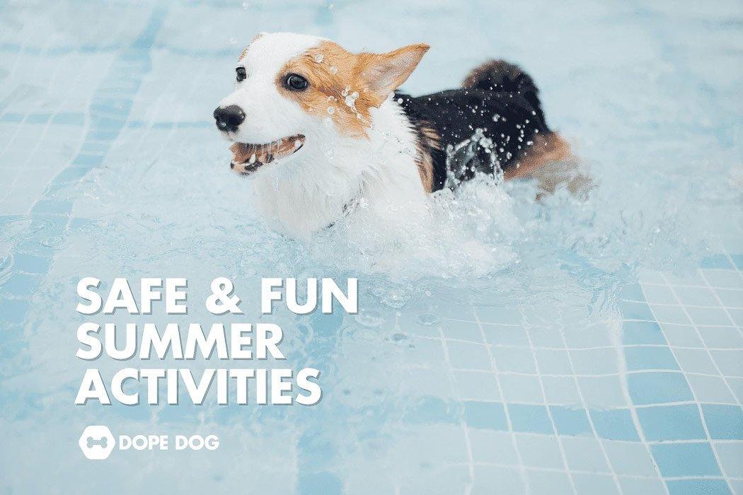 Fun and Safe Summer Activities for Your Dog – Dope Dog