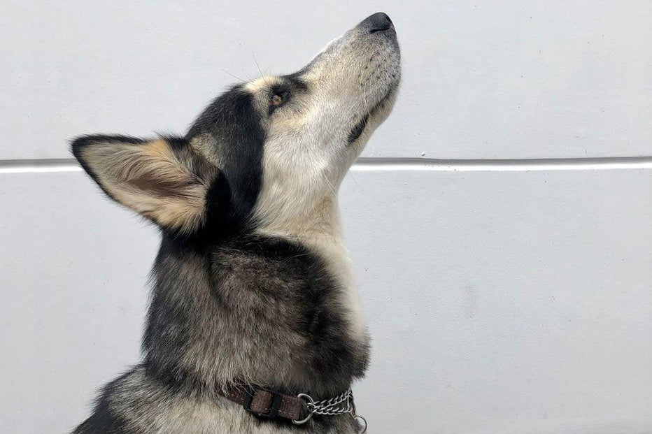 Why Do Dogs Howl and What Does it Mean? Dope Dog Dope Dog