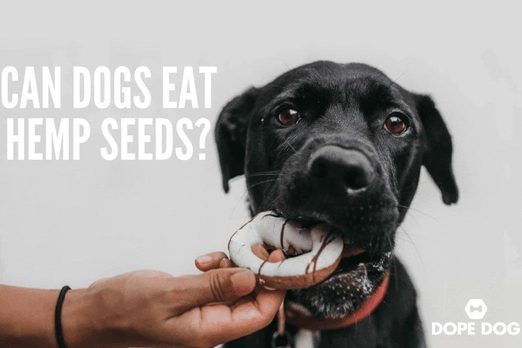 The Ultimate Guide: Hemp Seeds and Dogs - Everything You Need to Know - Dope Dog 