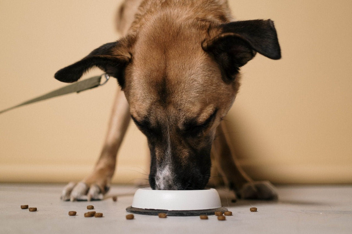 5 Expert Tips for Measuring Your Dog's Food for Ultimate Health