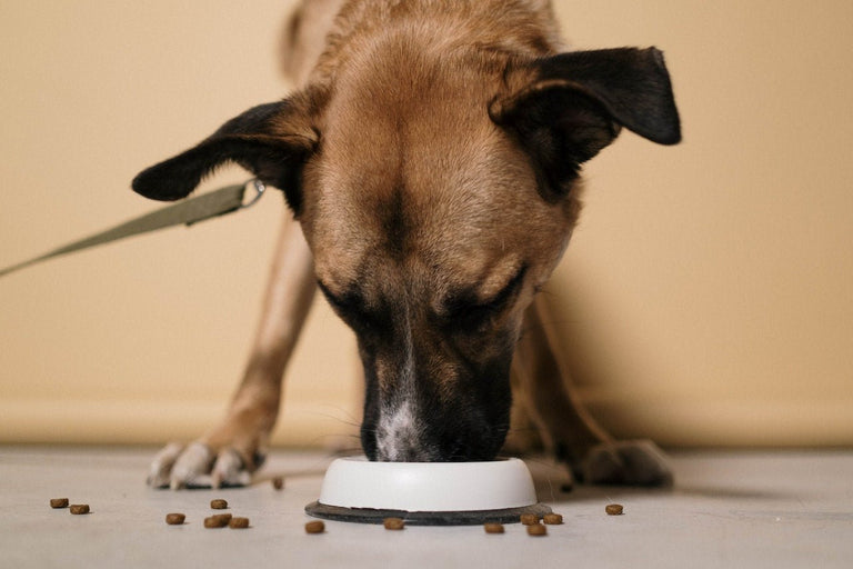 5 Expert Tips for Measuring Your Dog's Food for Ultimate Health