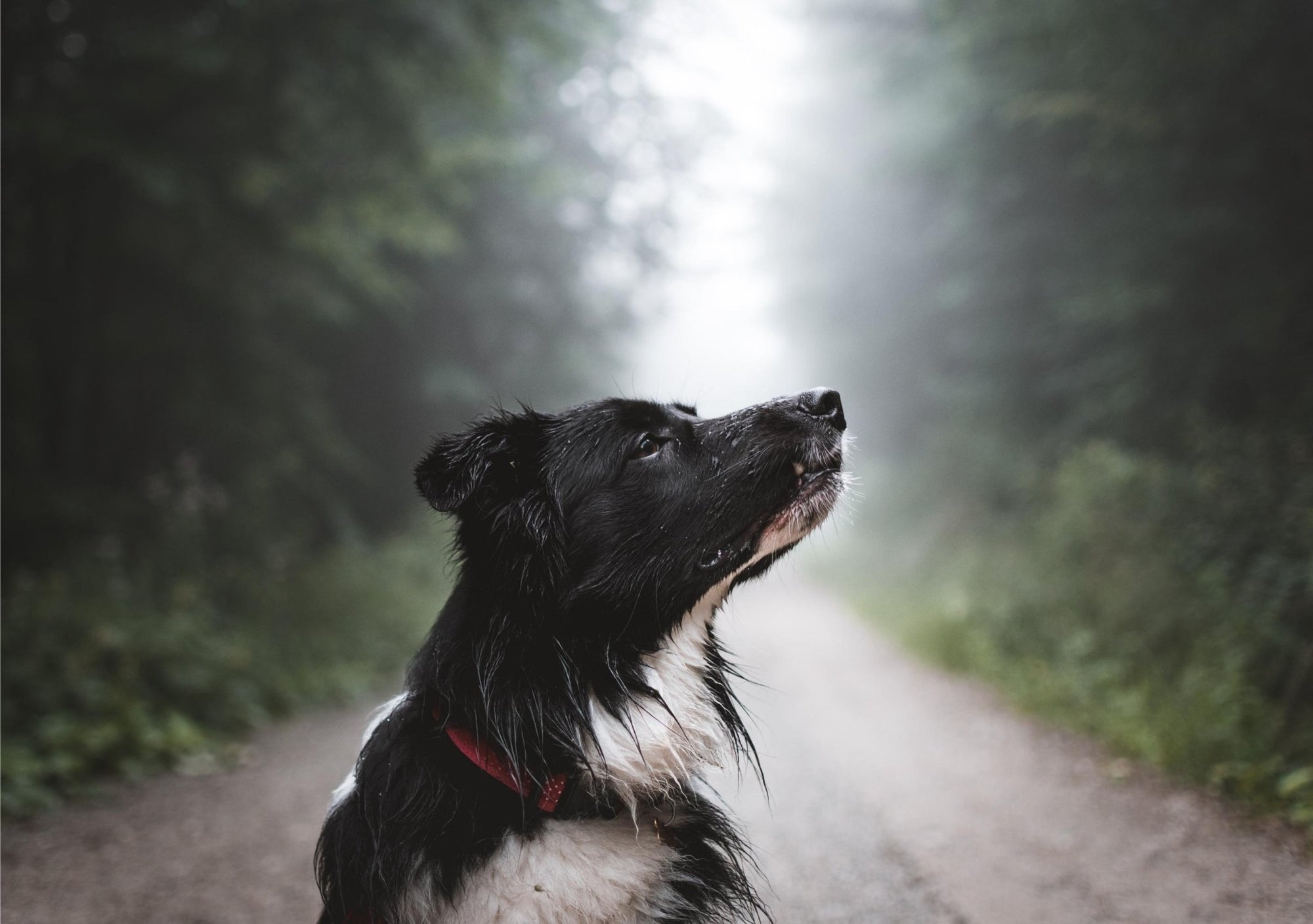 Ensuring Your Dog's Well-Being During Foggy Conditions
