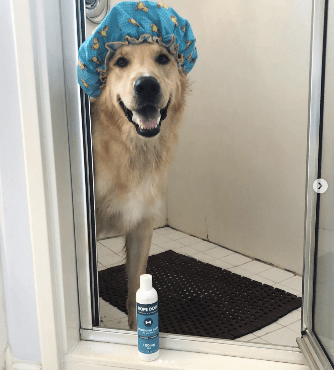 Soothing Suds CBD Shampoo - Dope Dog 