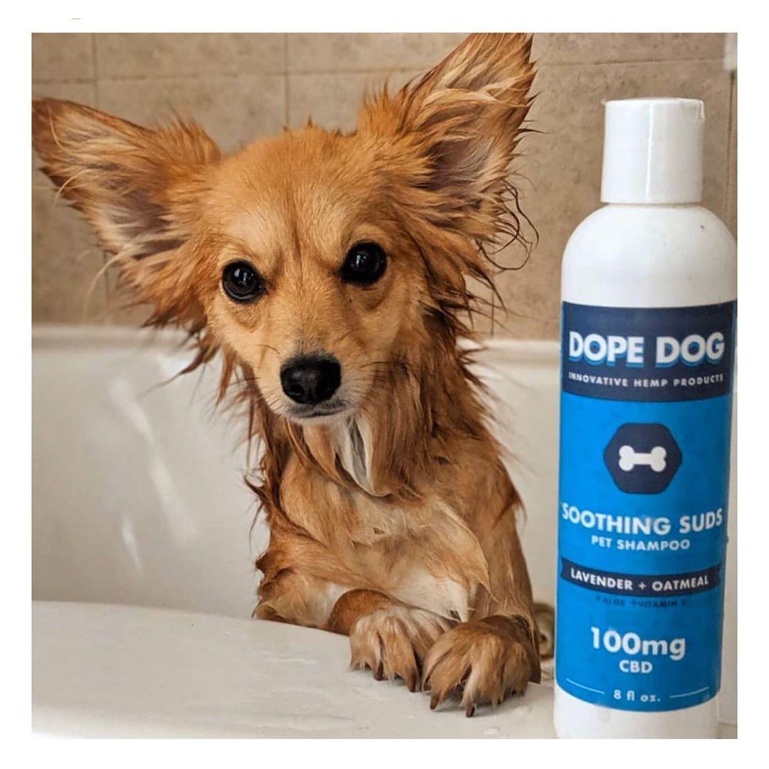 Soothing Suds CBD Shampoo - Dope Dog 